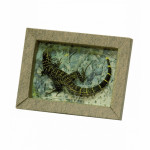 Collectible frame "Lizard"